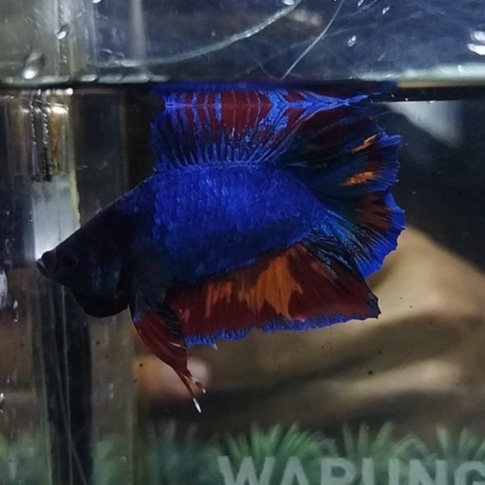 HIASAN AKUARIUM DTPK AVATAR BLACK HEAD LINE GORDON NEMO (99DTAVG1)