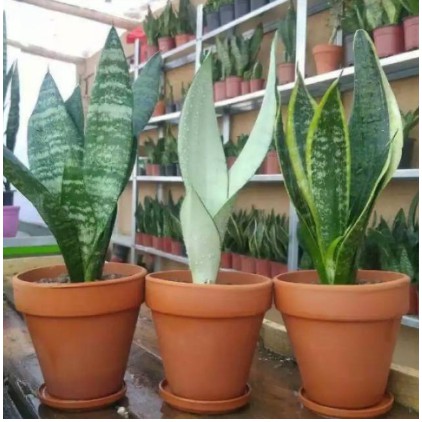 Paket 3 tanaman sansivera lidah mertua sansivera moonshen sansivera hijau sansivera kuning