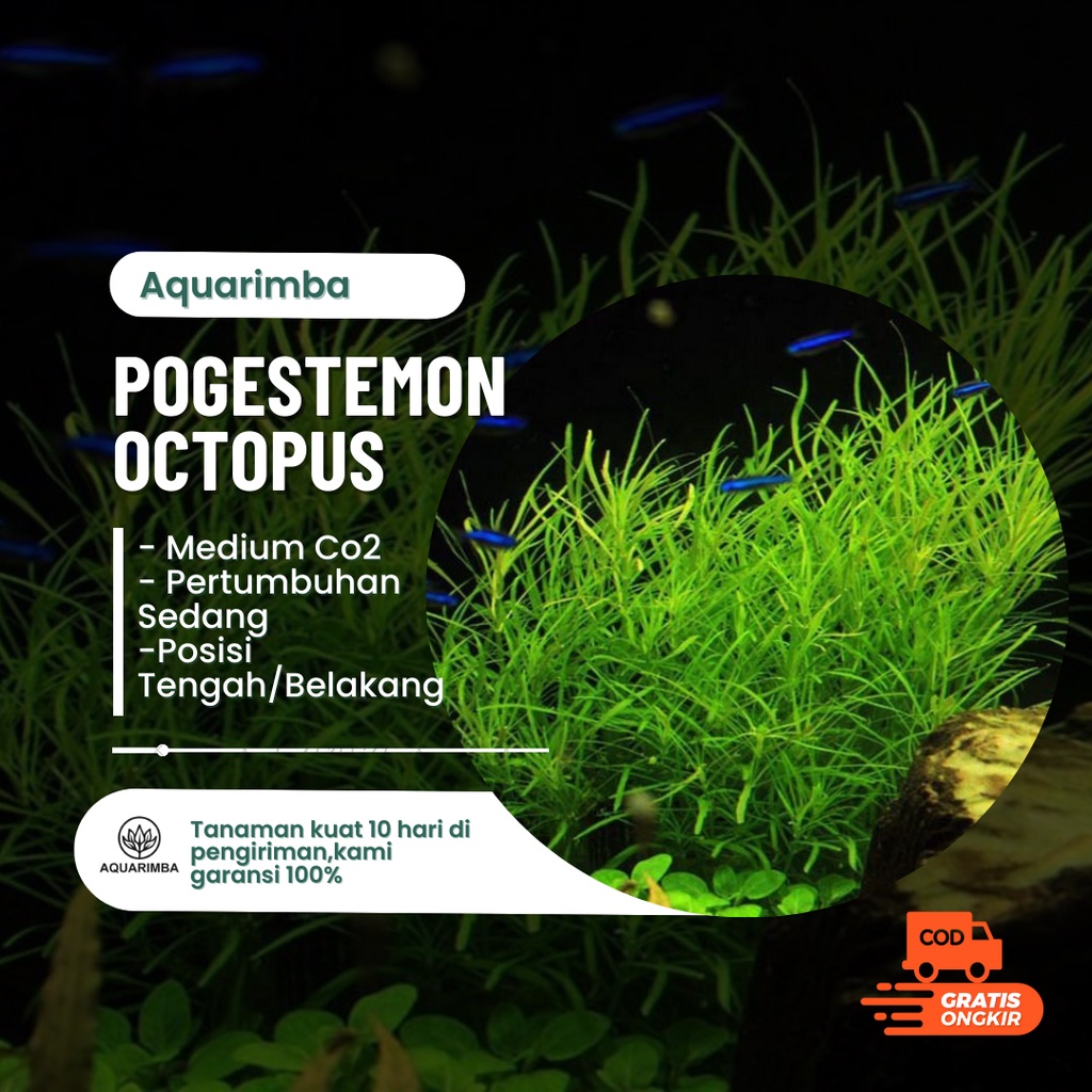 Pogostemon octopus - tanaman aquascape tanpa co2