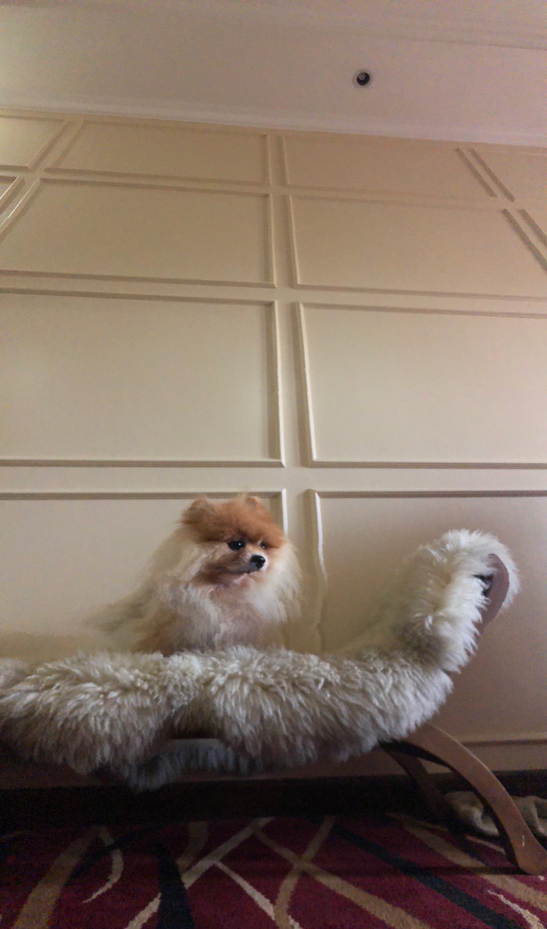 Pembersih Lantai Pledge/pembersih & Pengharum Lantai Kayu Pledge