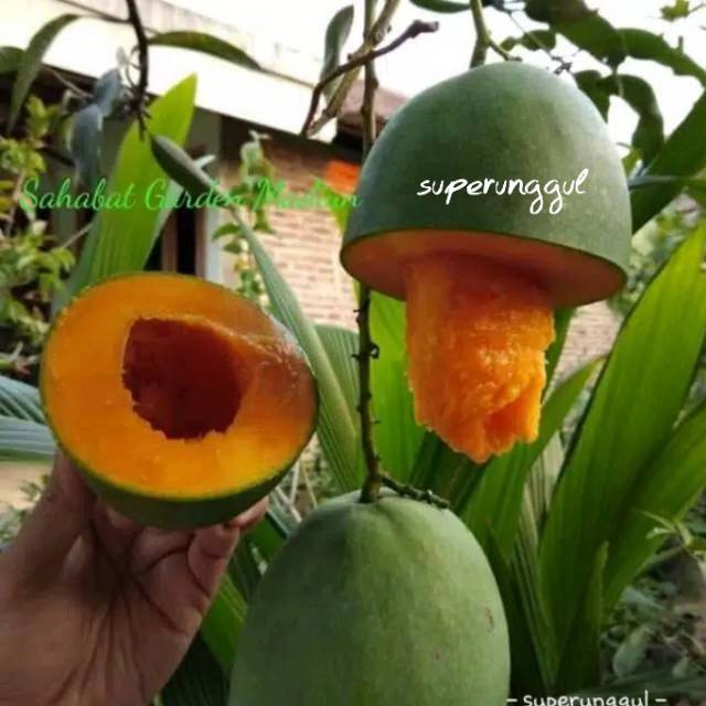 Bibit Mangga Alpukat Superunggul