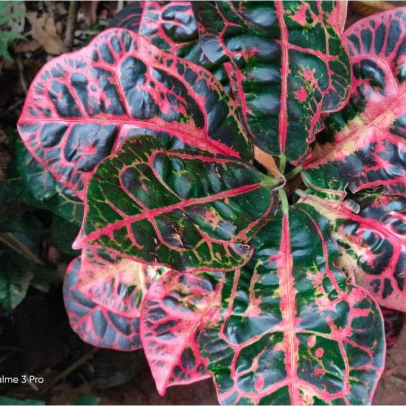 tanaman hias puring kura - pohon puring - puring - puring kura