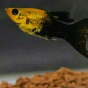 

ikan moly golden black