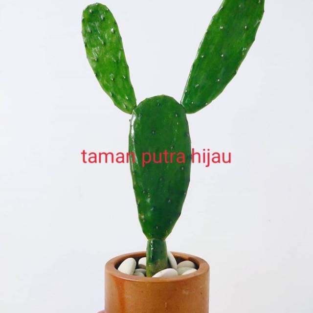 Tanaman Hias katus kuping/Tanaman Hidup Katus Kuping