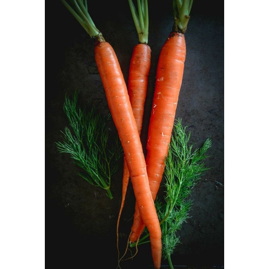 

WORTEL CURUP REJANG LEBONG BENGKULU