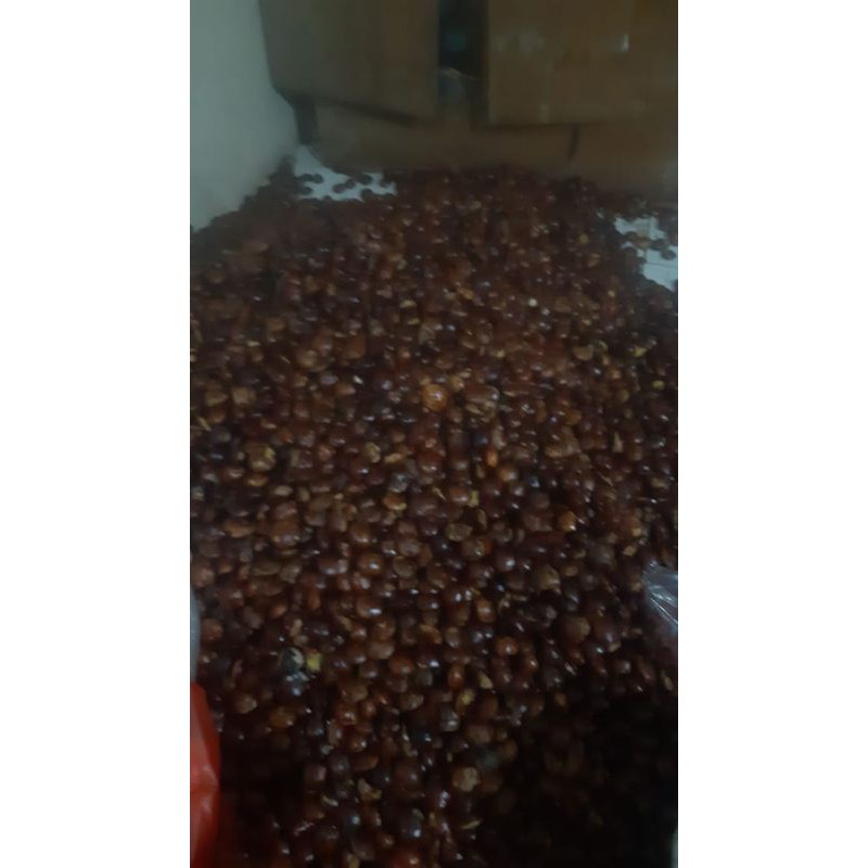 

jengkol t