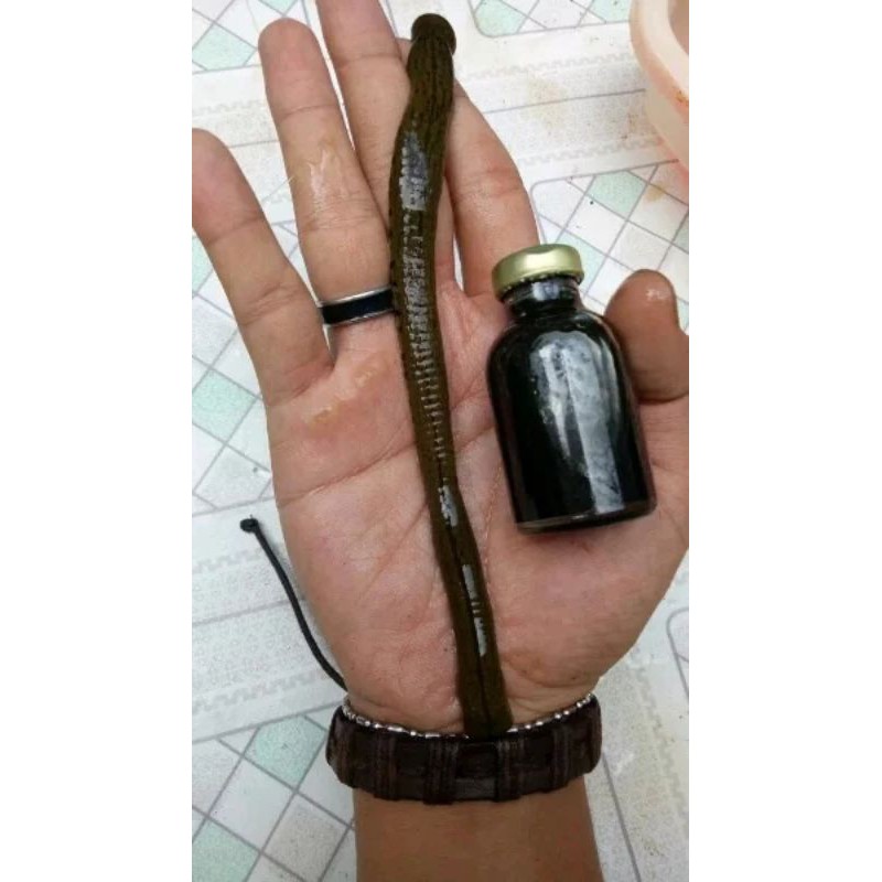 [MINYAK LINTAH] Minyak Lint@h Super asli kalimantan