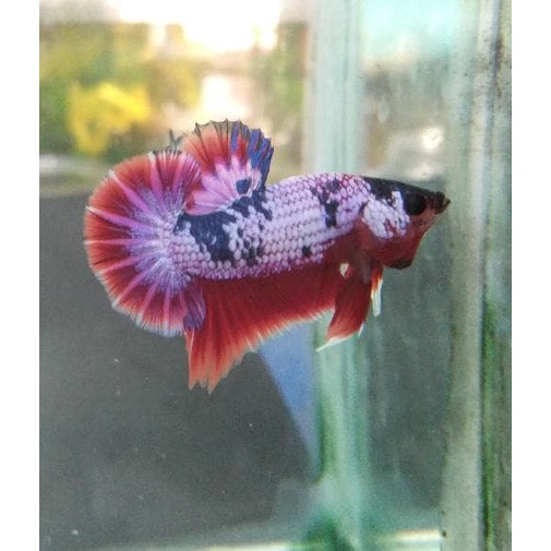 

ikan cupang hias fancy pinky