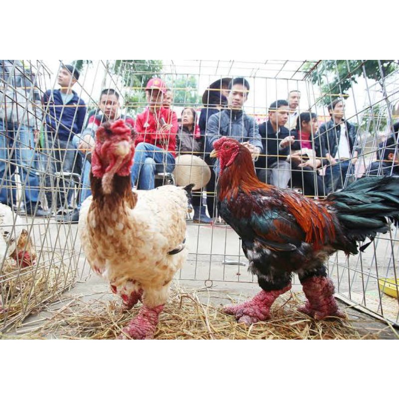 

TELUR AYAM HIAS DONG TAO ASLI VIETNAM FERTIL UNTUK DITETASKAN