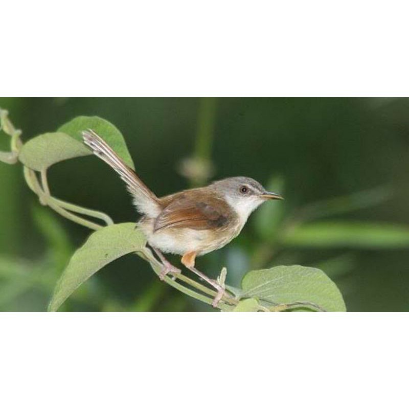 Burung Ciblek Sawah atau Ciwah
