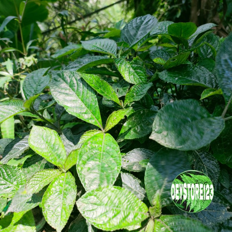 

Termurah Per 500 gram Daun pecah beling atou ki beling