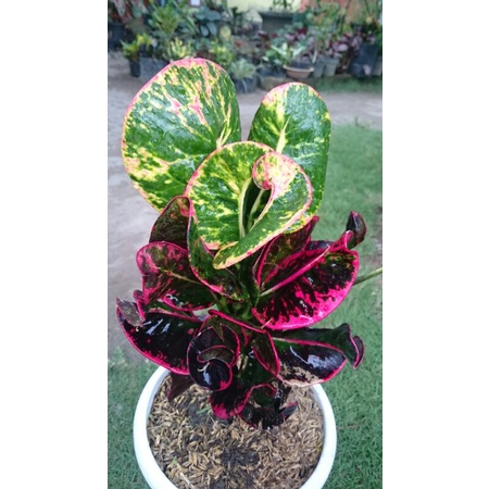 Tanaman Hias Koleksi PURING APEL MERAH Washington BESAR & ORIGINAL bukan hasil okulasi