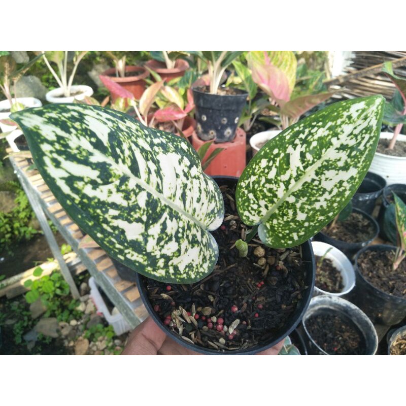 Aglaonema Big Leaf sesuai foto
