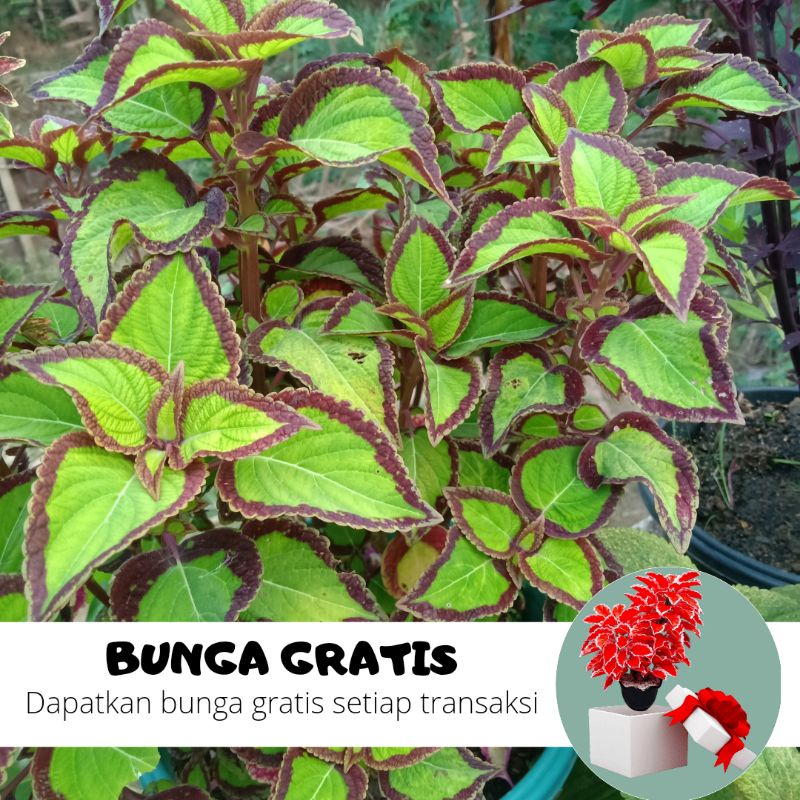 BUNGA MIANA / MIANA STEK / MIANA HIDUP / BUNGA HIDUP / MIANA MURAH / MIANA PREMIUM / BIBIT MIANA