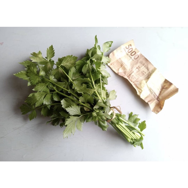 

seledri lokal per ikat