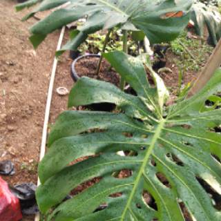 Tanaman monstera  king  jumbo sudah besar Shopee Indonesia