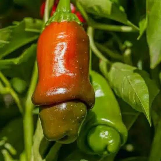 ID 2 BIJI BENIH CABE RED PETER PEPPER BIBIT TANAMAN CABAI HIAS