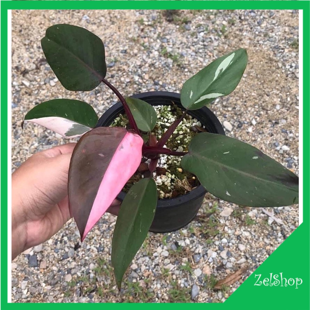 Philodendron Pink Princess Original / Philo Pink Princes / Philo PP