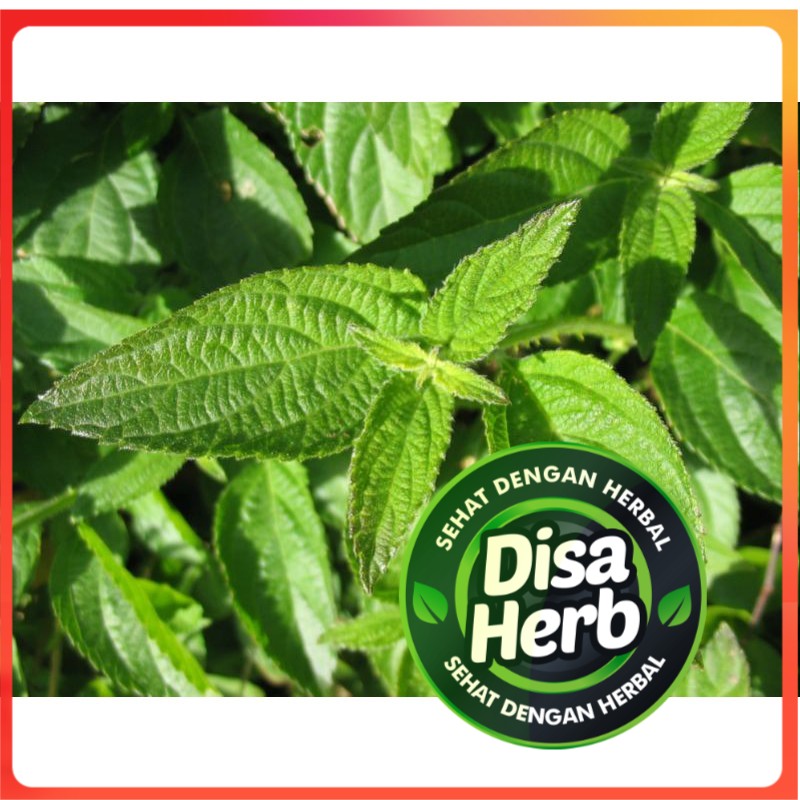 

DAUN TEMBELEKAN KERING 250 GRAM - Lantana Camara - MURNI - JSR - REMPAH