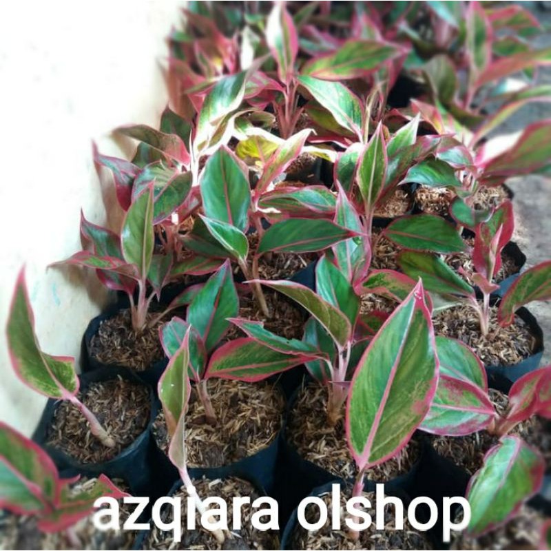 tanaman hias aglonema lipstik merah - aglo Siam aglo lipstik Siam - tanaman aglo lipstik merah