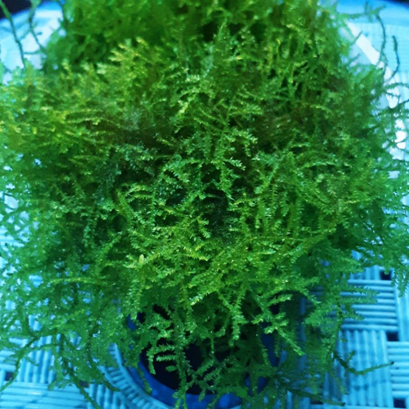 Java moss full air murah& bergaransi 1kg