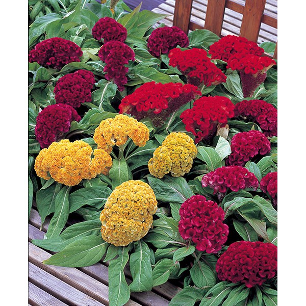 Benih Bibit Biji - Celosia Cristata Mix / Bunga Jengger Ayam / Brain Celosia Flower Seeds