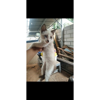 kucing kitten himalaya betina
