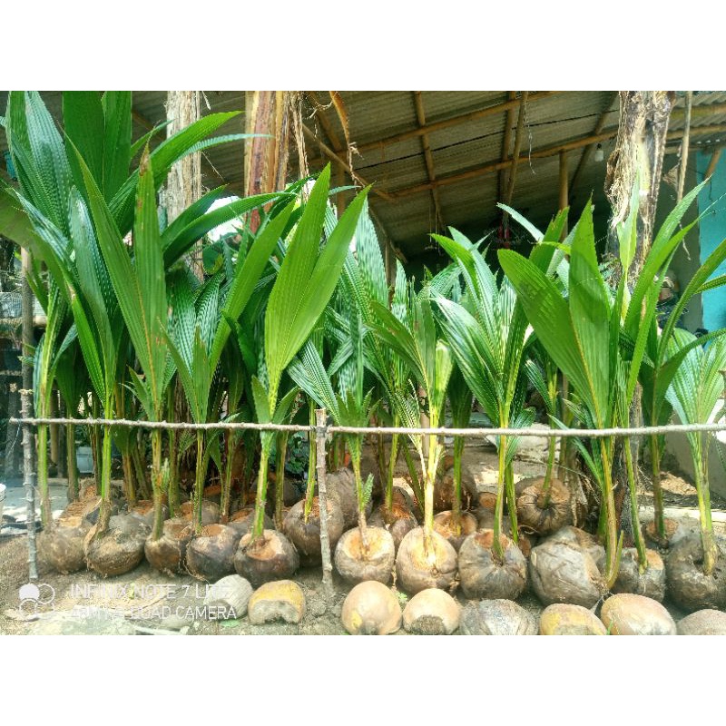 bibit kelapa mentok / entok