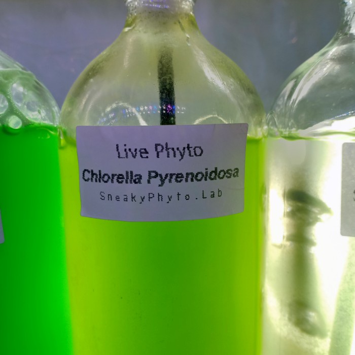 Phytoplankton-Chlorella Pyrenoidosa Murni