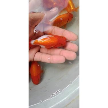 ikan mas koki bufalo RW