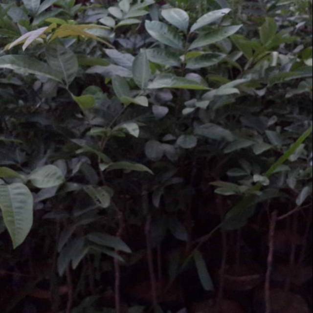 Kelengkeng aroma durian