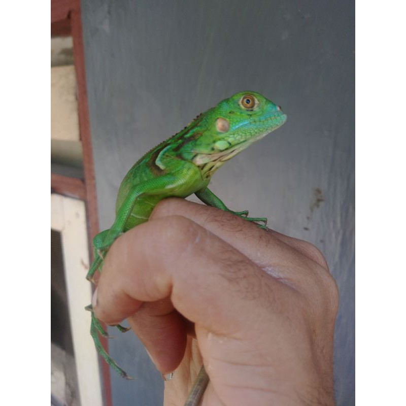 Green iguana Minusan Corona