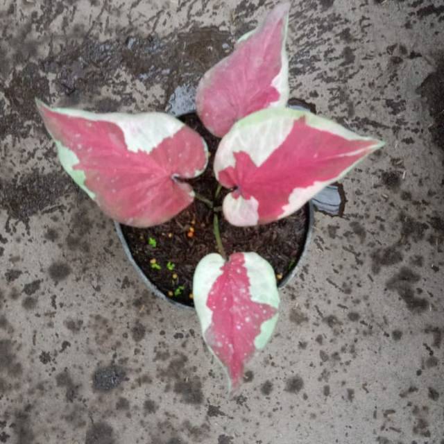 Caladium Merah Putih Shopee Indonesia