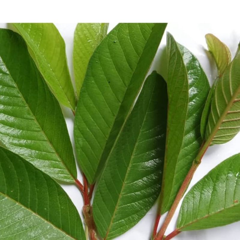 Daun jambu biji/daun jambu klutuk segar 100gr