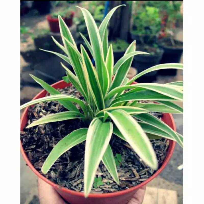 lili paris kecil lili paris besar rumput taman