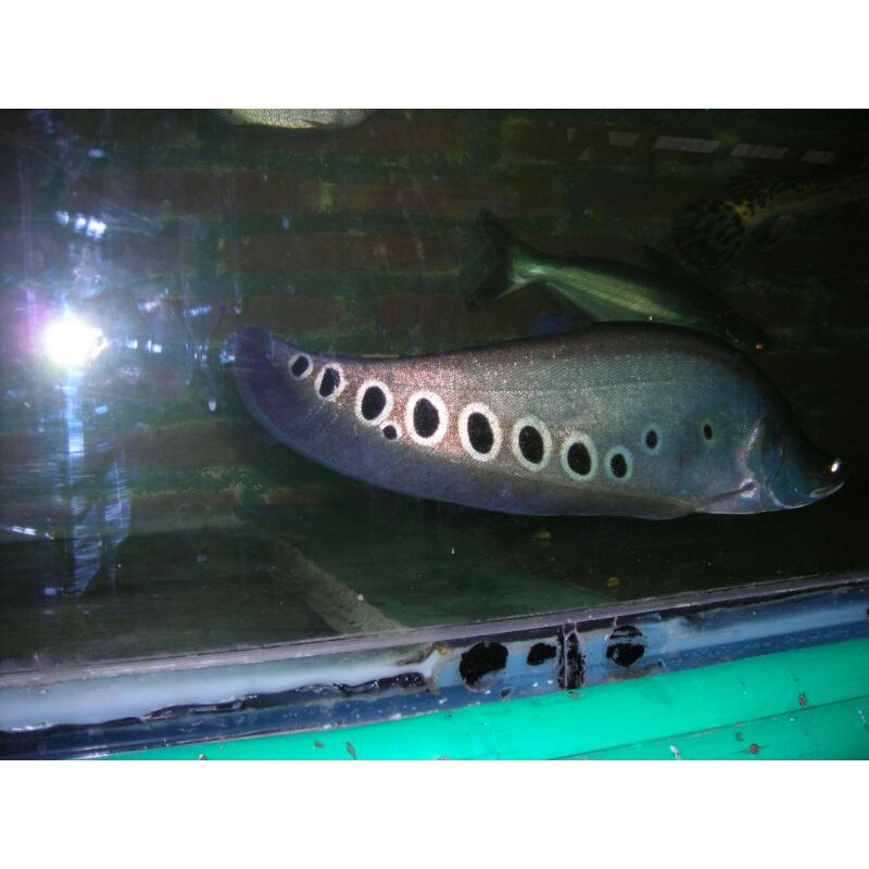 ikan belida bangkok