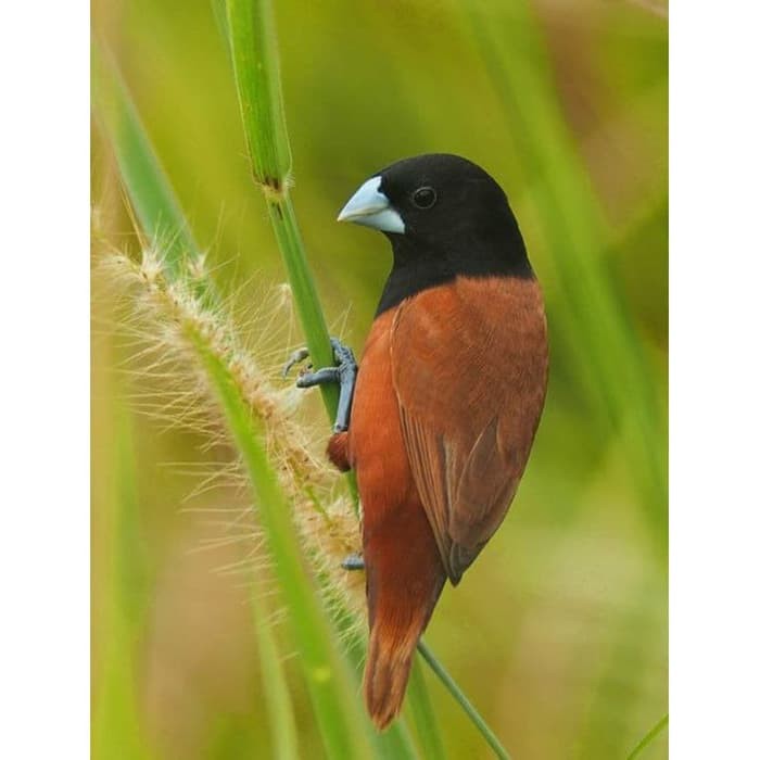 Burung Emprit Pipit Finch Kepala Hitam Vb2 1987 Shopee Indonesia