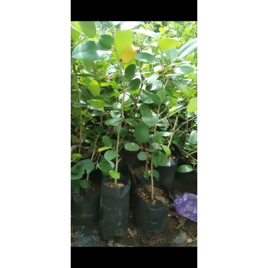 bibit bonsai amplas taiwan