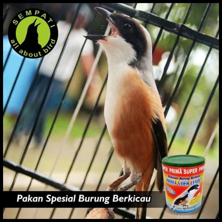 Ready Stock Pakan Burung Murai Kacer Jalak Prima Voer Cendet