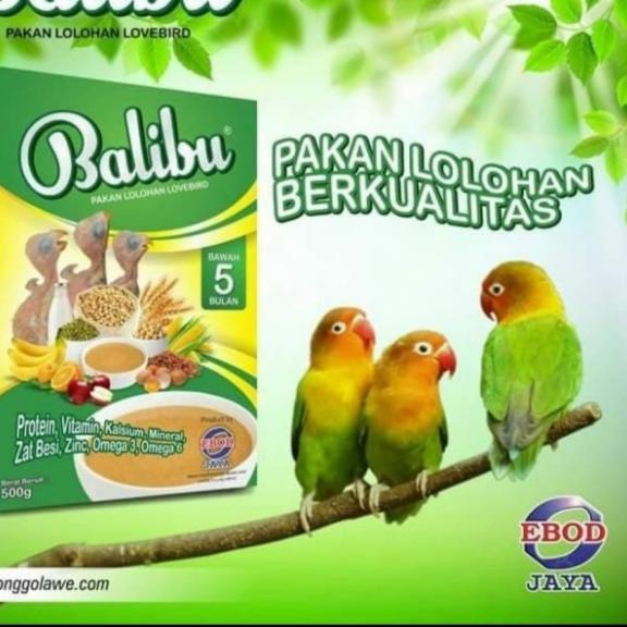 Balibu Bubur lolohan burung