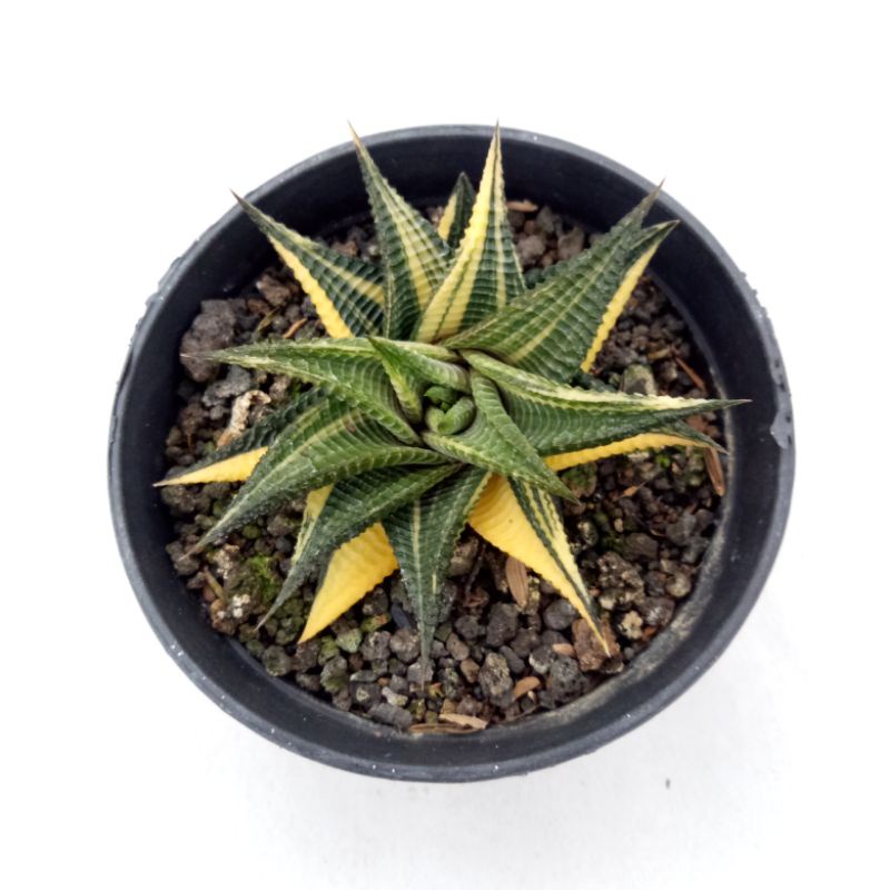 Haworthia Limifolia Variegata