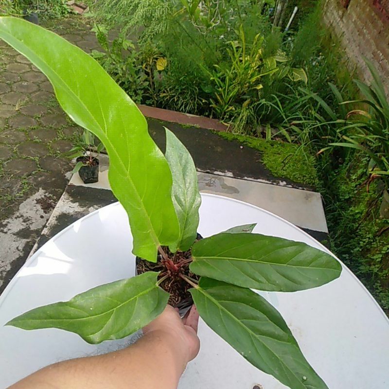 Anthurium Garuda Batang Merah