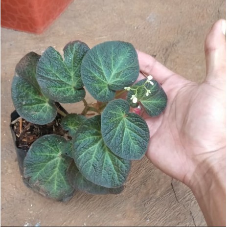 Tanaman daun begonia indah jenis berbunga