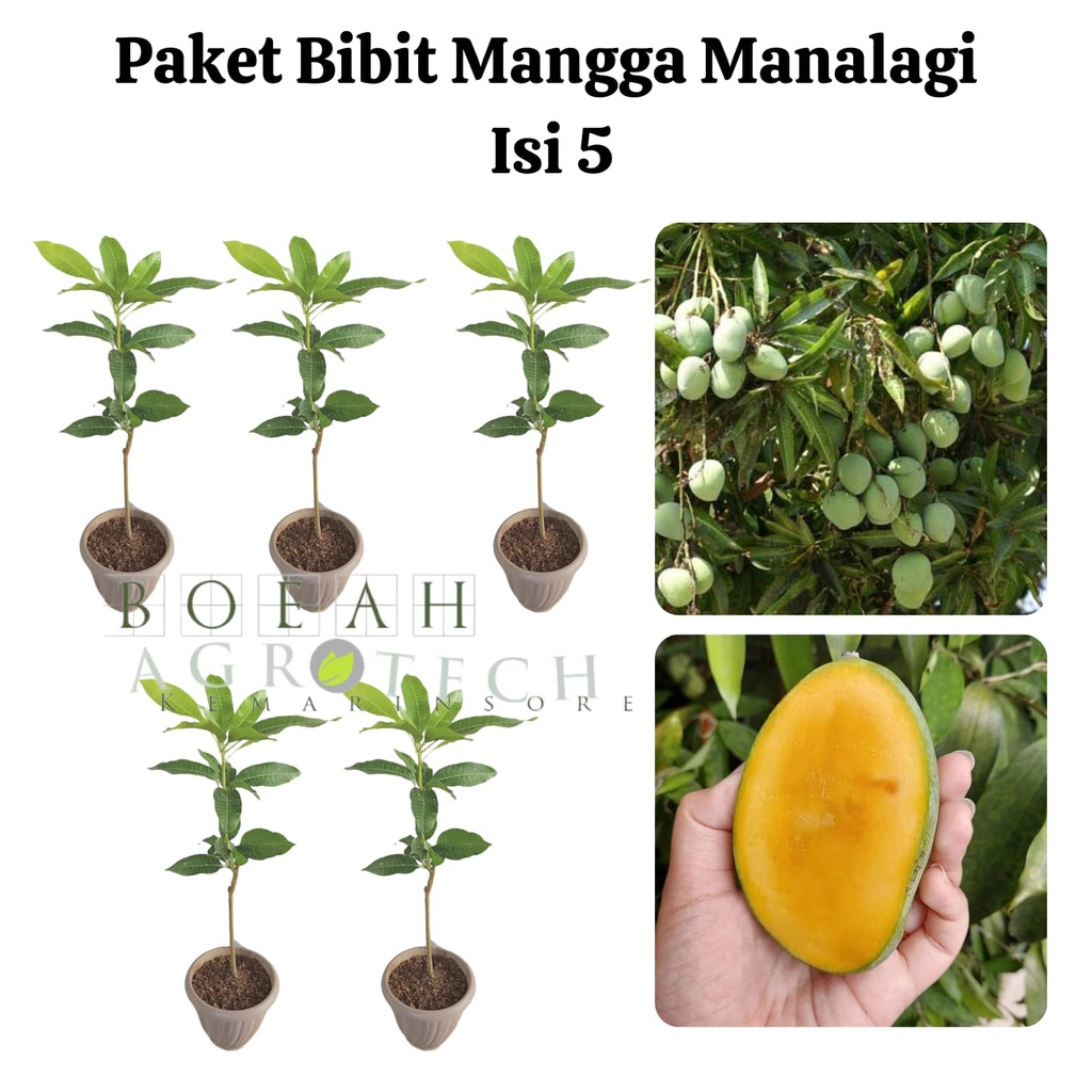 Paket Hemat Bibit Mangga Manalagi Okulasi Isi 5 Bonus Bibit Strawberry+Polibag