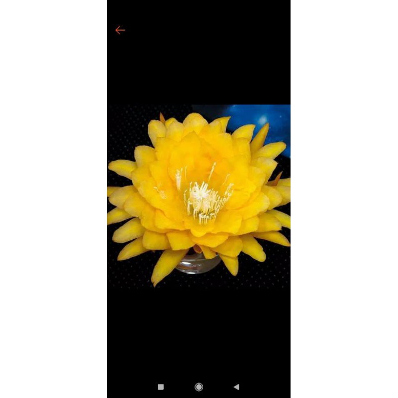 Tanaman hias wijaya kusuma bunga kuning - bibit wijaya kusuma kuning