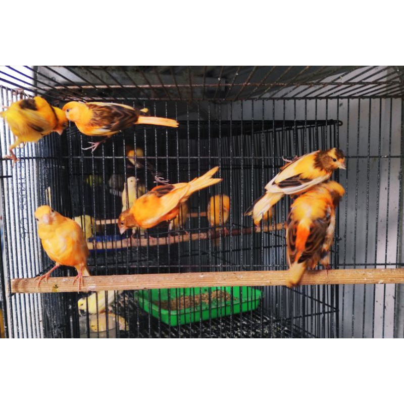 Burung kenari merlok bon bahan