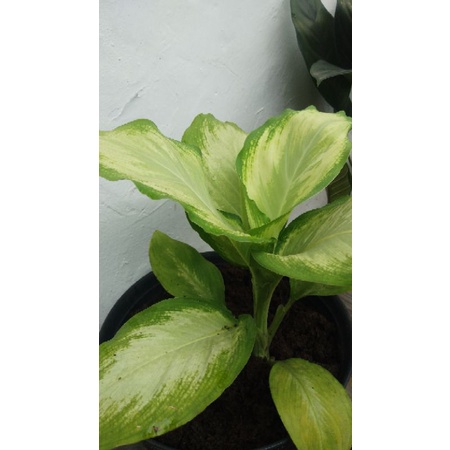 JUAL TANAMAN HIAS DIEFFENBACHIA SEGUINE MURAH