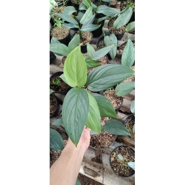scindapsus sp borneo - tanaman hias scindapsus sp borneo - scindapsus silver