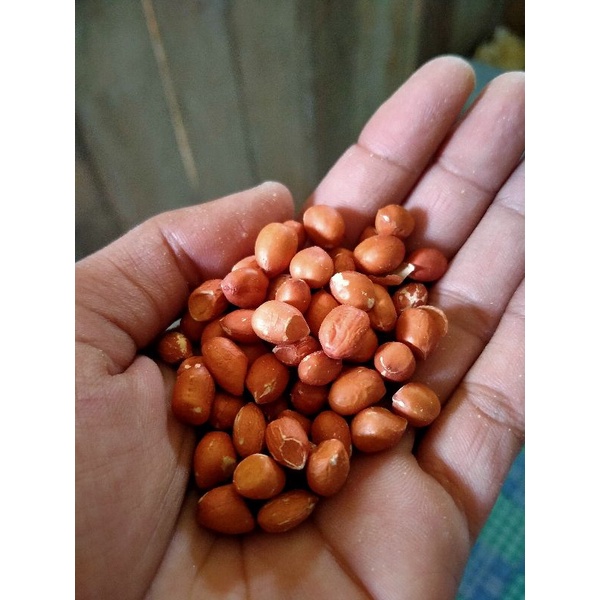 

kacang tanah Sundan