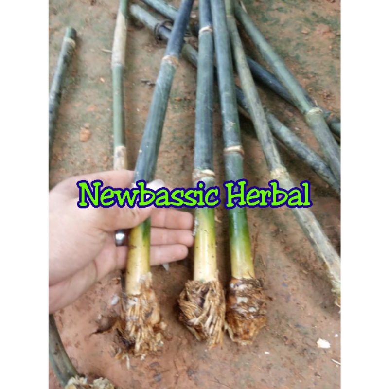bibit bambu hitam bambu wulung per batang